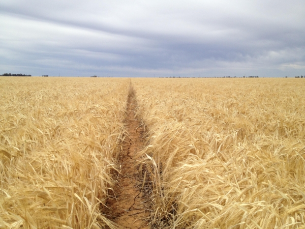 Urambie Barley | AusWest & Stpehen Pasture Seeds