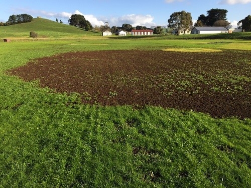 Cockchafer damage | AusWest & Stephen Pasture Seeds