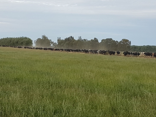 Dairy cows and pasture | AusWest & Stephen Pasture Seeds