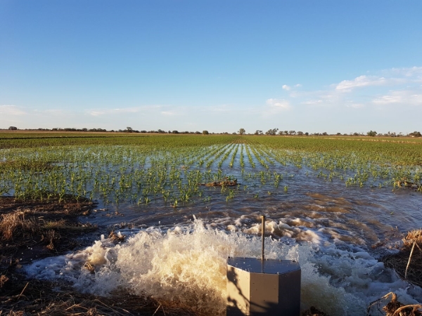 Irrigation on maize | AusWest & Stephen Pasture Seeds