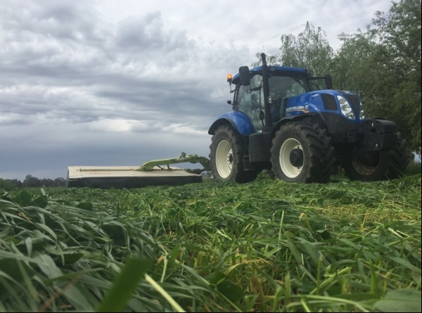 Pastures being cut | AusWest & Stephen Pasture Seeds