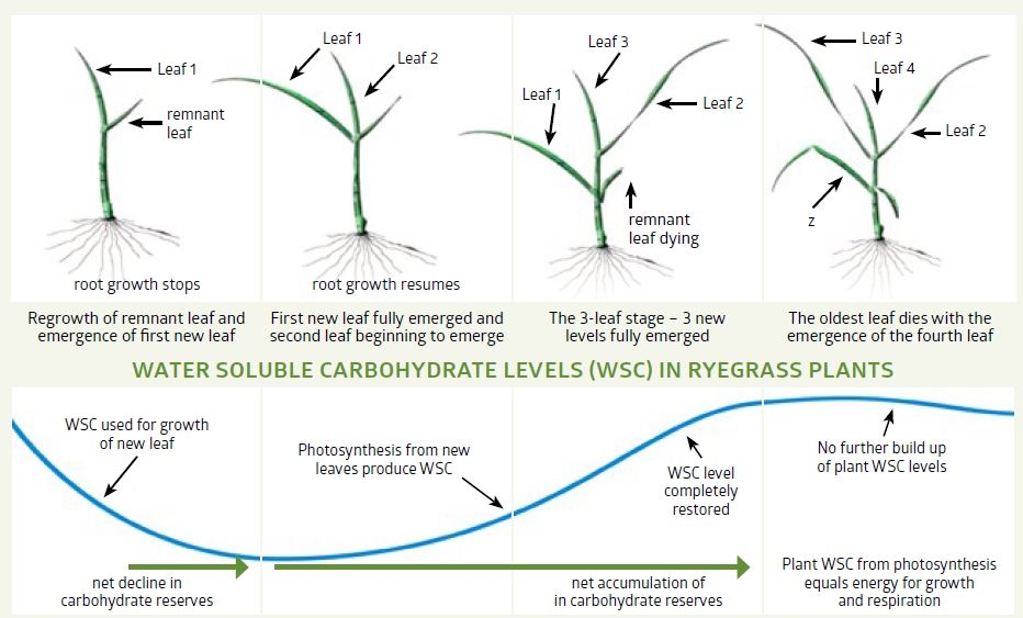 Diagram 1. Leaf growth and water soluble carbohydrate levels of a ryegrass tiller following defoliation