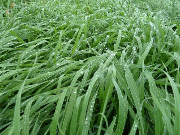 Atom prairie grass | AusWest & Stephen Pasture Seeds