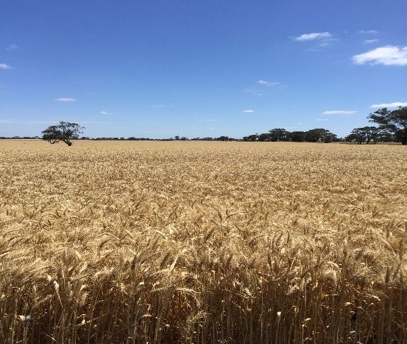 Kittyhawk wheat | AusWest & Stephen Pasture Seeds