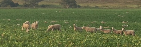 Lambs grazing Hunter forage brassica at Chris Mortons property_April 16