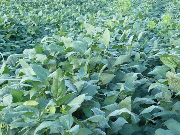 Soybean | AusWest & Stephen Pasture Seeds