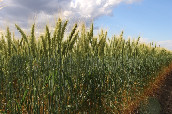 Sunprime wheat | AusWest & Stephen Pasture Seeds