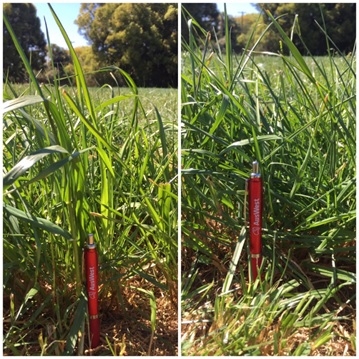 Tetila Thumpa comparison | AusWest & Stephen Pasture Seeds
