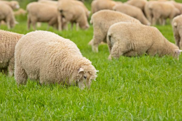 Sheep grazing Mohaka in Ballarat, VIC.