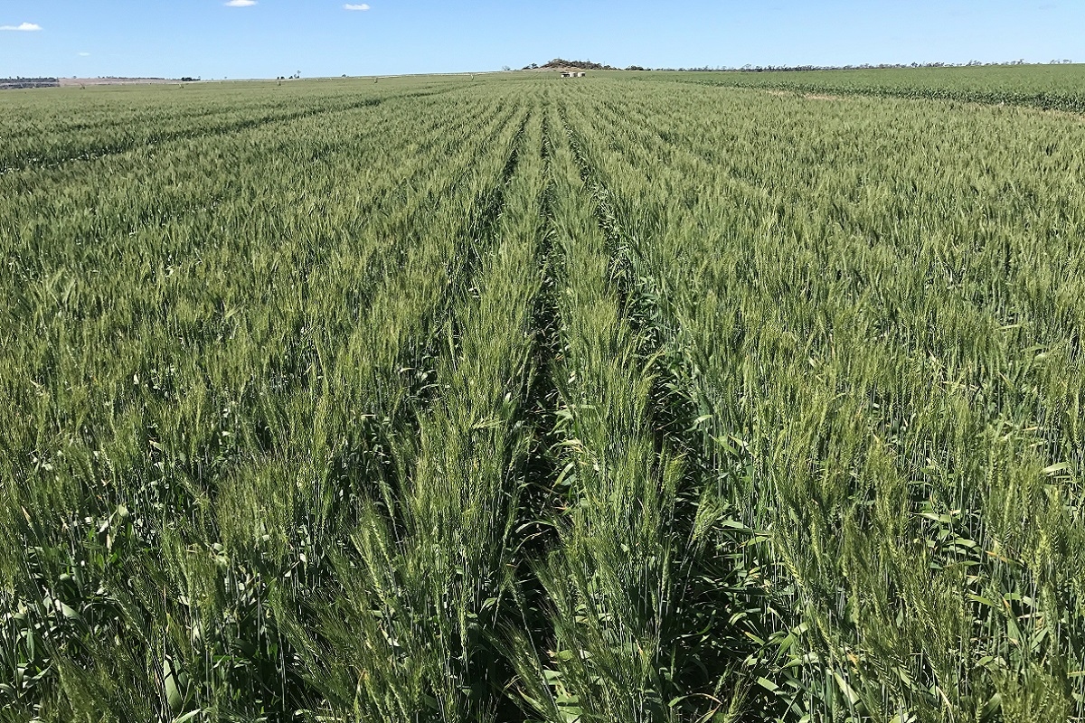 LRPB Mustang wheat | AusWest & Stephen Pasture Seeds