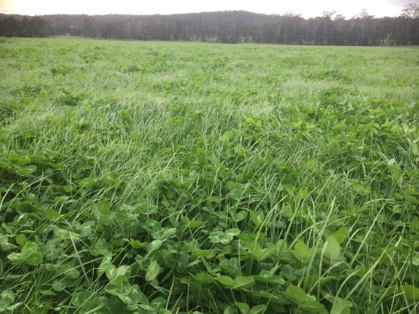 One50 Cann River | AusWest & Stephen Pasture Seeds