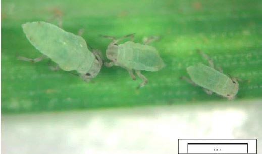 Russian wheat aphid | AusWest & Stephen Pasture Seeds