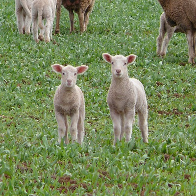 Lambs_on_a_plantain